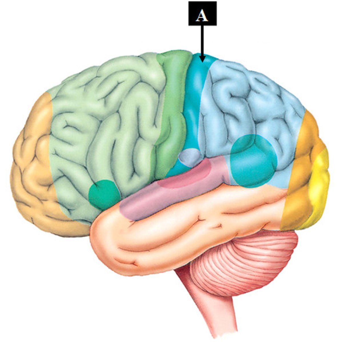 <p>Primary somatosensory cortex; processes body sensations.</p>