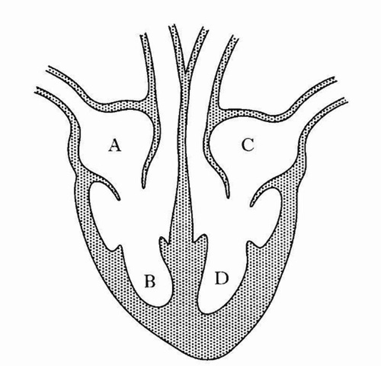 <p>Right atrium, left atrium, right ventricle, left ventricle.</p>
