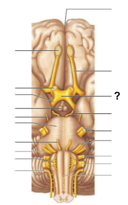 <p>The _____________ is a site <strong>where some visual information crosses to the opposite side of the brain.</strong></p>