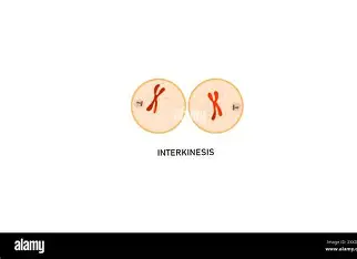 <p>centrosomes duplicate </p>