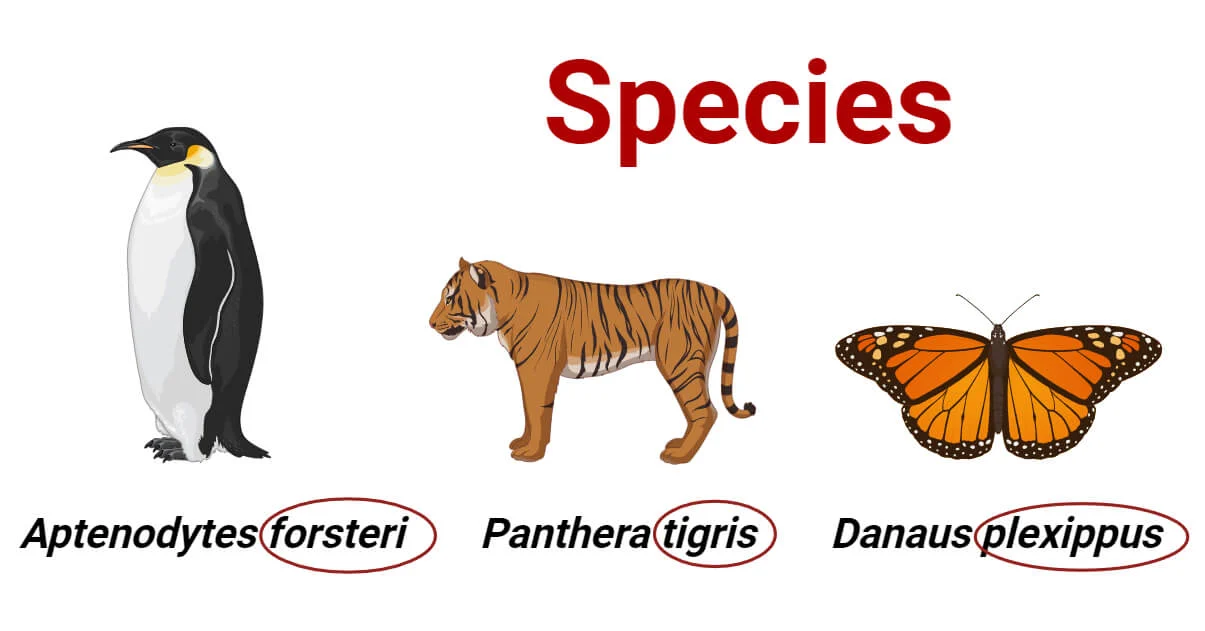 <p>a group of organisms that can interbreed and produce fertile offspring, second word in scientific name/binomial nomenclature. </p>