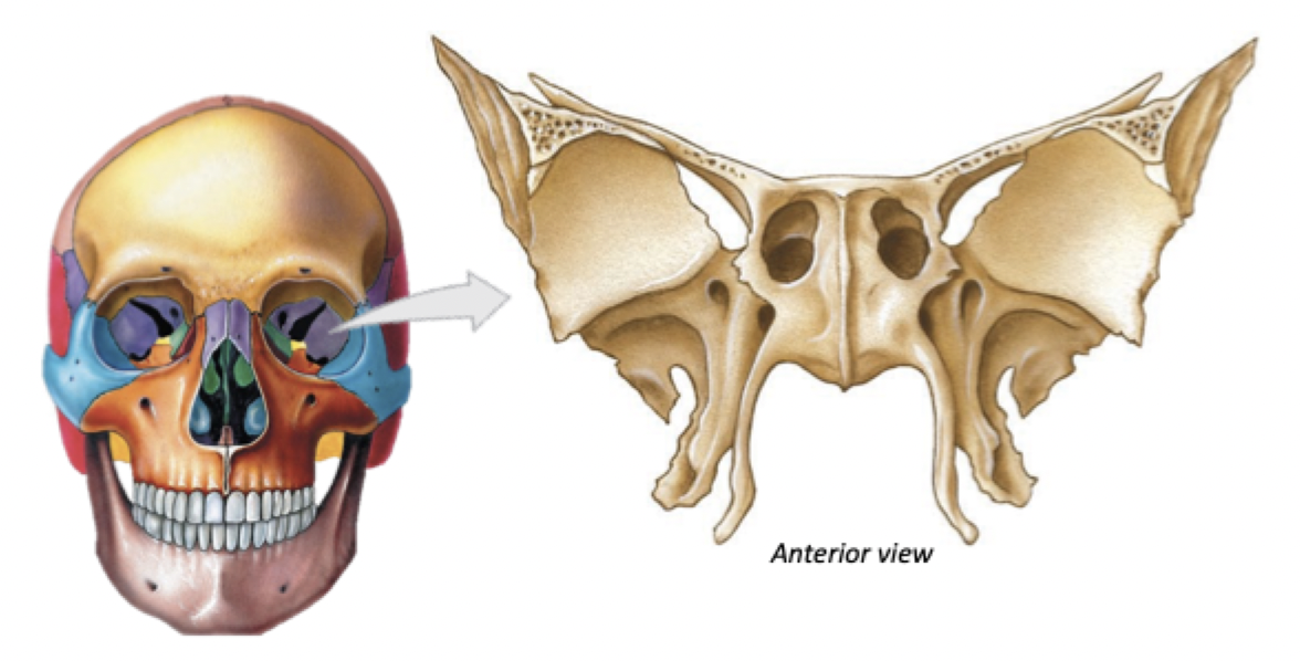 <p>Sphenoid Bone</p>