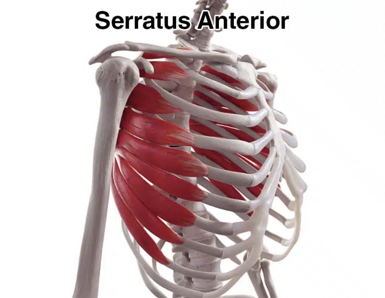 <p>serratus anterior </p>