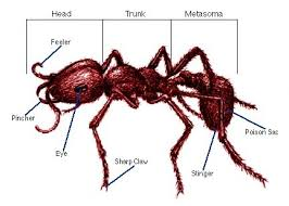 <p>Highly mobile, nomadic ants that form temporary nests and exhibit cooperative predatory behavior.</p><ul><li><p>Aggressive predatory foraging raids</p></li><li><p>Life without a permanent nest: bivouac - making a "nest" with their bodies</p></li><li><p>Nomadic phase &amp; Stationary phase: this depends on reproductive cycle of young ants (developmental)</p></li></ul><p></p>