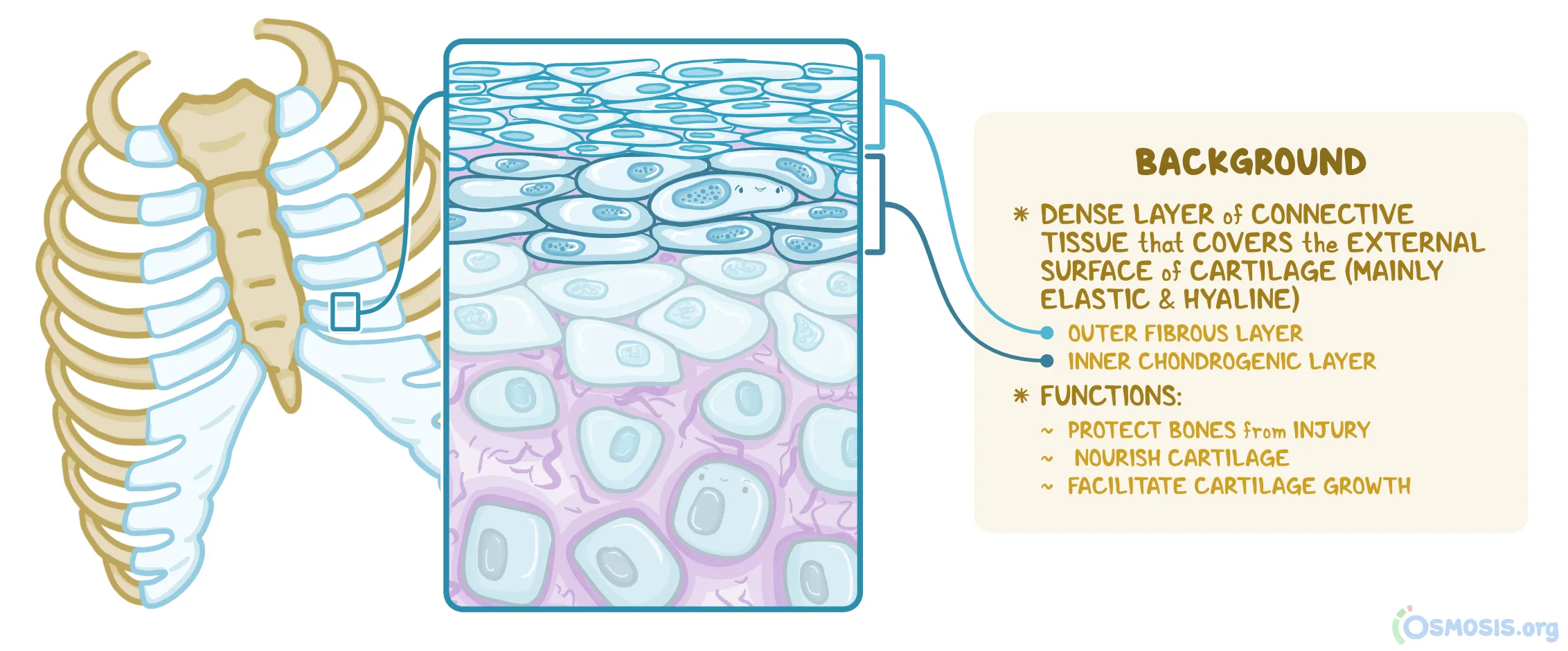 <p><span style="background-color: transparent;"><span>The connective tissue enveloping cartilage everywhere except at a joint.</span></span></p>