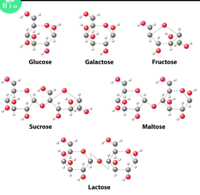 <p>Is an organic macromolecules (type of polymer) and it is always made of<strong> carbon, hydrogen, and oxygen,</strong> usually in ration of <strong>1 (carbon): 2(hydrogen): 1 (oxygen).</strong></p><p>The main function groups that make this up are Hydroxyl groups (-OH) and Carbony groups (C=O), the hydroxly group gives _________ water solubility and reactivity, while the carbonly groups allows them to form rings<strong> (as it reacts with one of its own hydroxyl groups, which forms a covalent bonds turing the straight chain into a ring structure, which is how sugars mostly exist in cells),</strong> link into polysaccharides, and participate in energy-related reactions.</p><p>They serve as the primary source of energy for cells and also provide structural support in platns and some animals <strong>(as some of them form strong, long chains that cells can’t easily break. In plants, cellulose chains (a _________) make cell walls rigid, giving the plant shape. In some animals, like insects, chitin (a ___________) form hard exoskeletons for protection and support)</strong></p><p>A simple monosaccharides like glucose, are quick energy sources, while complex ________ or polysaccharides like starch, glycogen, and cellulose, store energy or give structural strength.</p><p>___________ are hydrophilic because of their many hydroxyl (-OH) groups, which allows them to dissolve in water and interact with other molecules.</p><p>They are also reactive in the sense that their bonds can be broken during cellular respiration to release energy or joined through dehydration synthesis to build larger molecules.</p><p>Overall, __________ are essential for energy storage, supply, and structural roles in living organisms.</p><p>MADE OF CHO</p>