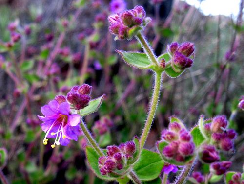 <p>5 petaled pink or white flowers, each petal notched</p><p>opposite, rounded to cordate leaves, fuzzy</p><p>5 stamens, 1 pistil</p>