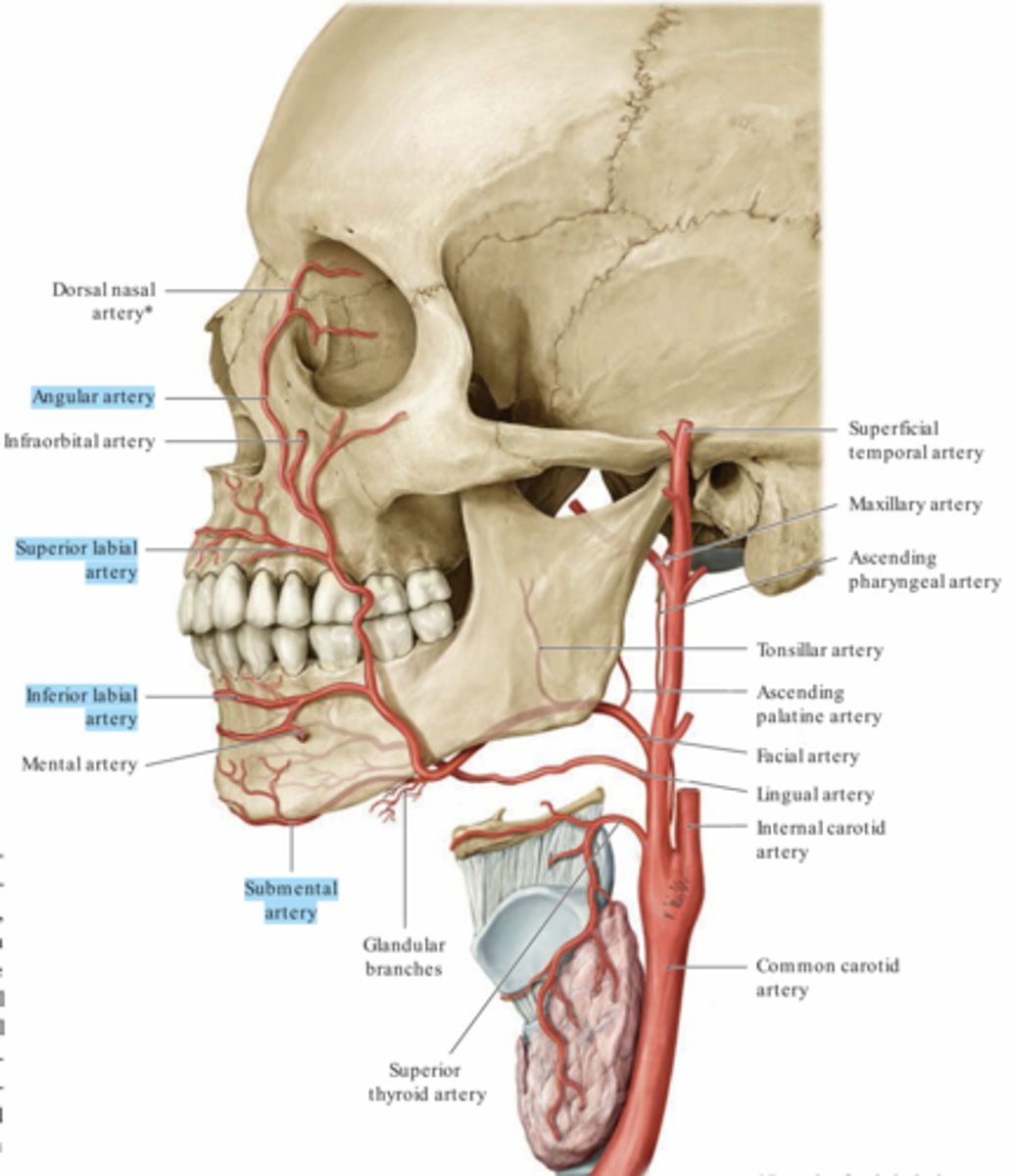 <p>1- Arteria submentalis (under mandibula)</p><p>2- Arteria labialis inferior (mandibula)</p><p>3- Arteria labialis superior (maxilla)</p><p>4- Arteria angularis (näsan och orbita)</p>