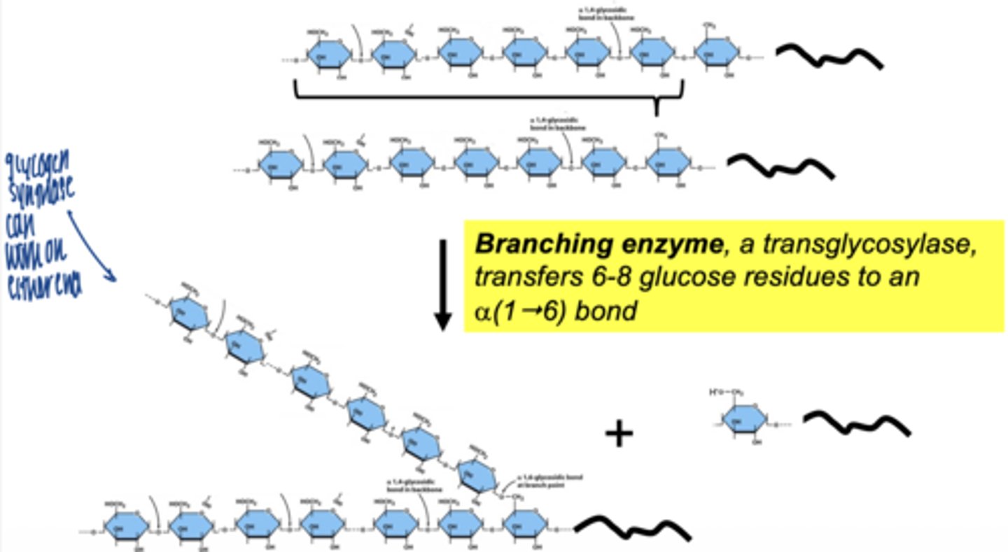<p>branching enzyme (amylo-1,4 → 1,6 transglycosylase)</p>