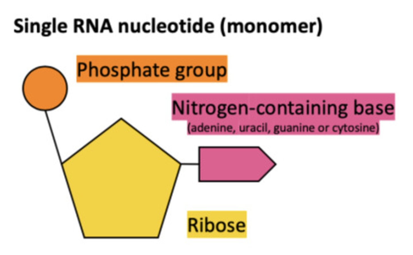 <p>- single stranded nucleic acid</p>