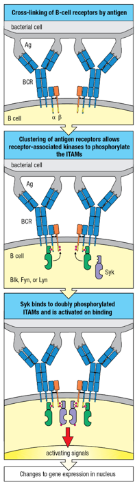 <p>tyrosine kinases</p>