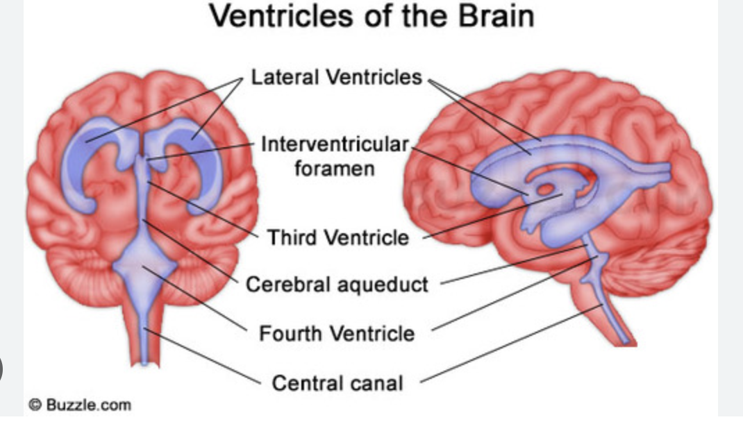 <p>The 2 interventricular foramens (or foramina of Monro) connect the lateral ventricles with the third ventricle.</p>