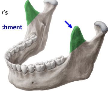 <p>mandible landmark</p><p>site of muscle attachment</p><p>L. curved like a crow’s beak</p>