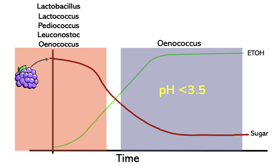 <ul><li><p>Lactobacillus, Lactococcus, Pedicoccus, Leuconostoc, Oenococcus increased at the beginning and decrease as sugar is eaten</p></li><li><p>Oenococcus seen as sugar decrease, ethanol INCREASES</p></li></ul><p></p>