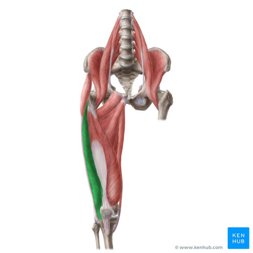 <p>extends the knee</p><p>O: greater trochanter of femur</p><p>I: tibial tuberosity and patella</p>