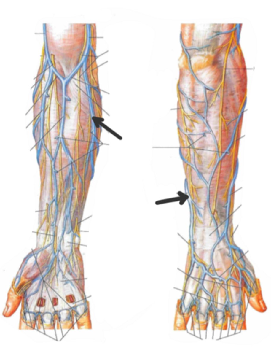 <p>identify the structure(s) indicated by the arrow</p>