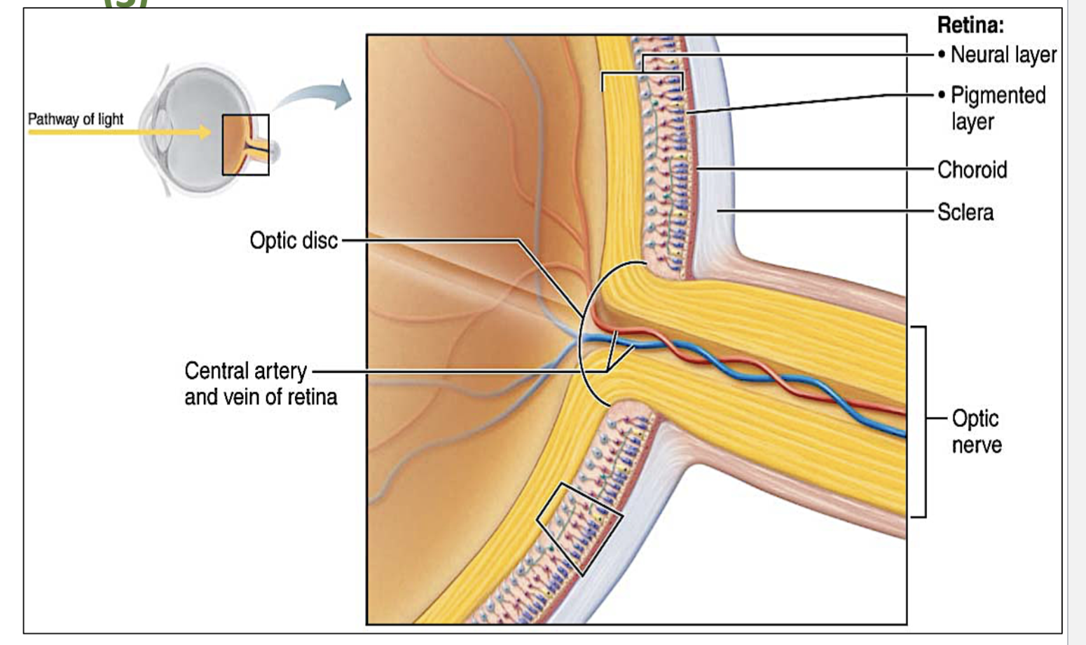 <p>this is the innermost layer of the eye, and it contains the ….</p><ul><li><p><strong>pigmented layer</strong> (deepest part of the retina)</p></li><li><p><strong>neural layer </strong>- becomes <u>optic nerve</u></p></li></ul><p></p>