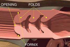 <p>Which species' cervix features longitudinal folds with prominent ridges? They also have a fornix, which is an indentation around cervix where it pokes back out into the vagina</p>