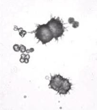 <p>What Crystal Is This? </p>