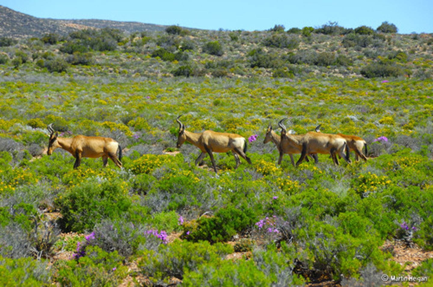 <p>cuộc sống hoang dã</p>