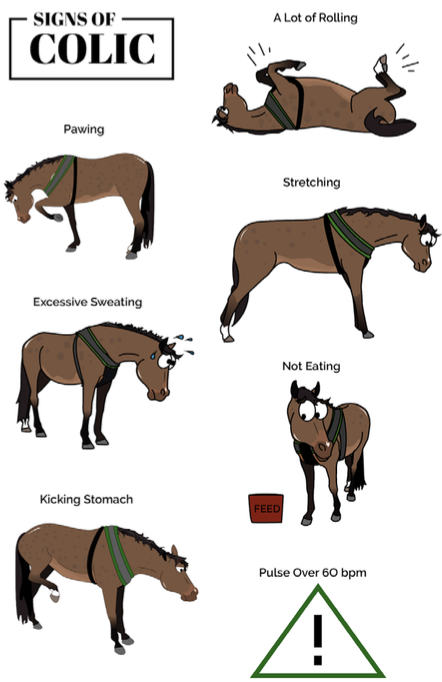 <p>-lying down for long periods</p><p>-decreased appetite</p><p>-restlessness</p><p>-quivering upper lip</p><p>-looking at sides</p><p>-repeated stretching</p><p>-kicking at belly</p><p>-crouching/trying to lay down</p><p>-sweating</p><p>-rolling</p>