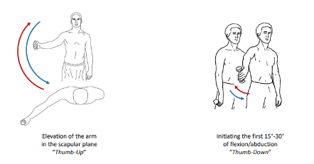 <p>These additional isotonic exercises are called what?</p>