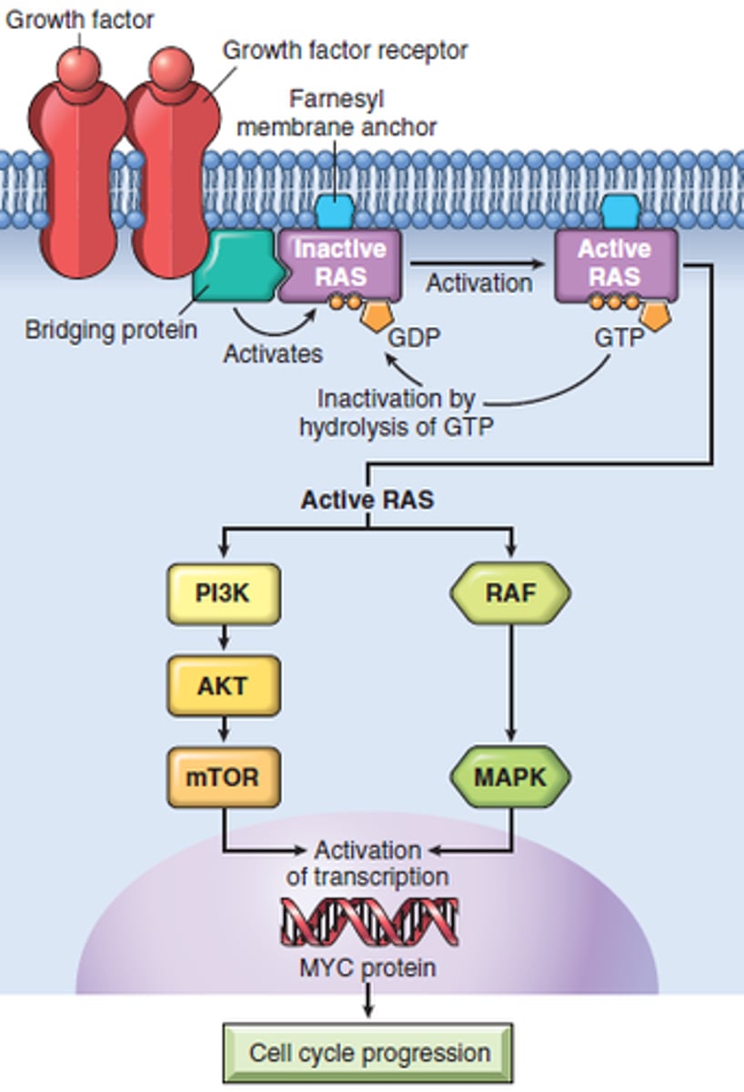 <p>a G protein that relays a signal from a growth factor receptor on the plasma membrane to a cascade of protein kinases</p>