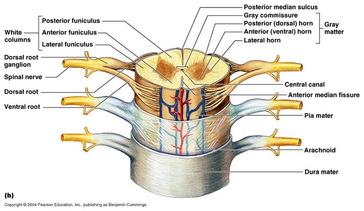 <p>spinal cord meninges (from most outer to inner layers)</p><ul><li><p><strong>dura mater:</strong> tough/ hard ‘mother’ → mother is protecting the most outer layer</p></li><li><p><strong>arachnoid mater:</strong> ‘spider mother → ‘spider-web’ like projections where CSF is sitting, gives CSF stability</p></li><li><p><strong>cerebrospinal fluid (CSF):</strong> within subarachnoid space</p></li><li><p><strong>pia mater:</strong> ‘soft/ tender’ mother → layer which wraps directly onto the spinal cord</p></li><li><p><strong>denticulate ligaments</strong> → looks like a shark tooth pointing out of the spinal cord, which anchors spinal cord to spinal column</p></li></ul><p></p>