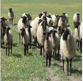 <p>what breed? What is notable about them? </p>