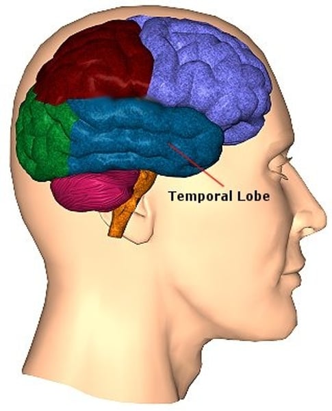 <p>The portion of the cerebral cortex lying roughyl above the ears; includes the auditory areas, each of which revieves aditory info primarily from the opposite end.</p>