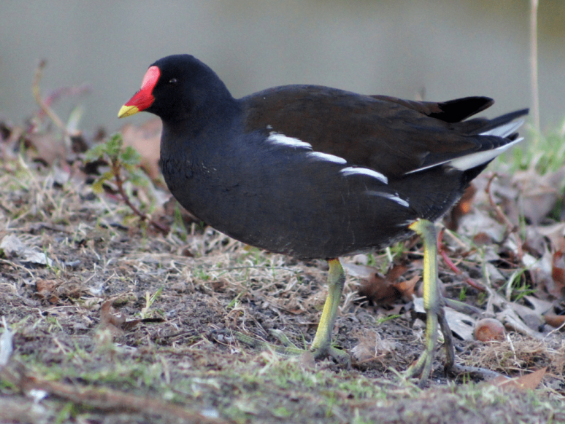 knowt flashcard image