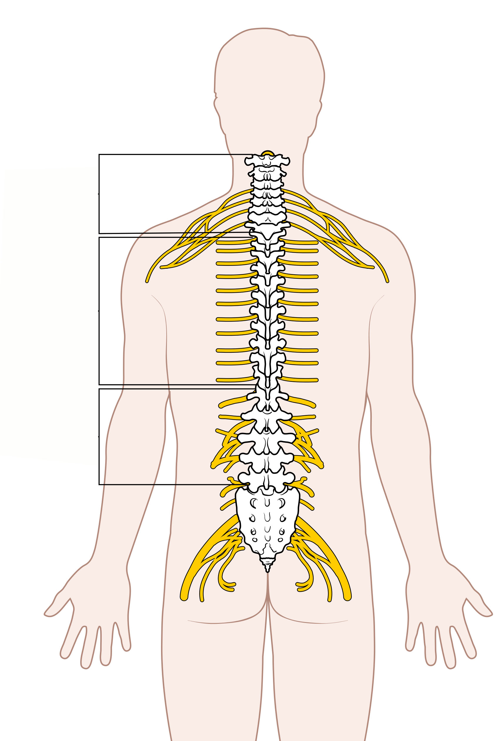<p>Chest (rib) area</p>