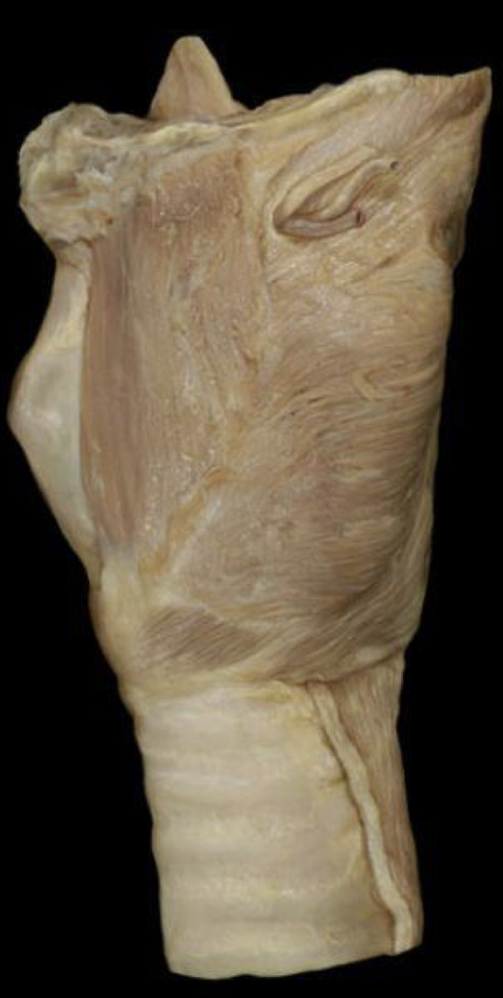 What structure is shown?