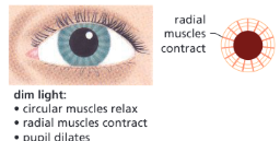 <ul><li><p>Circular muscles relax</p></li><li><p>Radial muscles contract</p></li><li><p>Makes the pupil larger — lets more light enter to create a better image</p></li></ul><p></p>