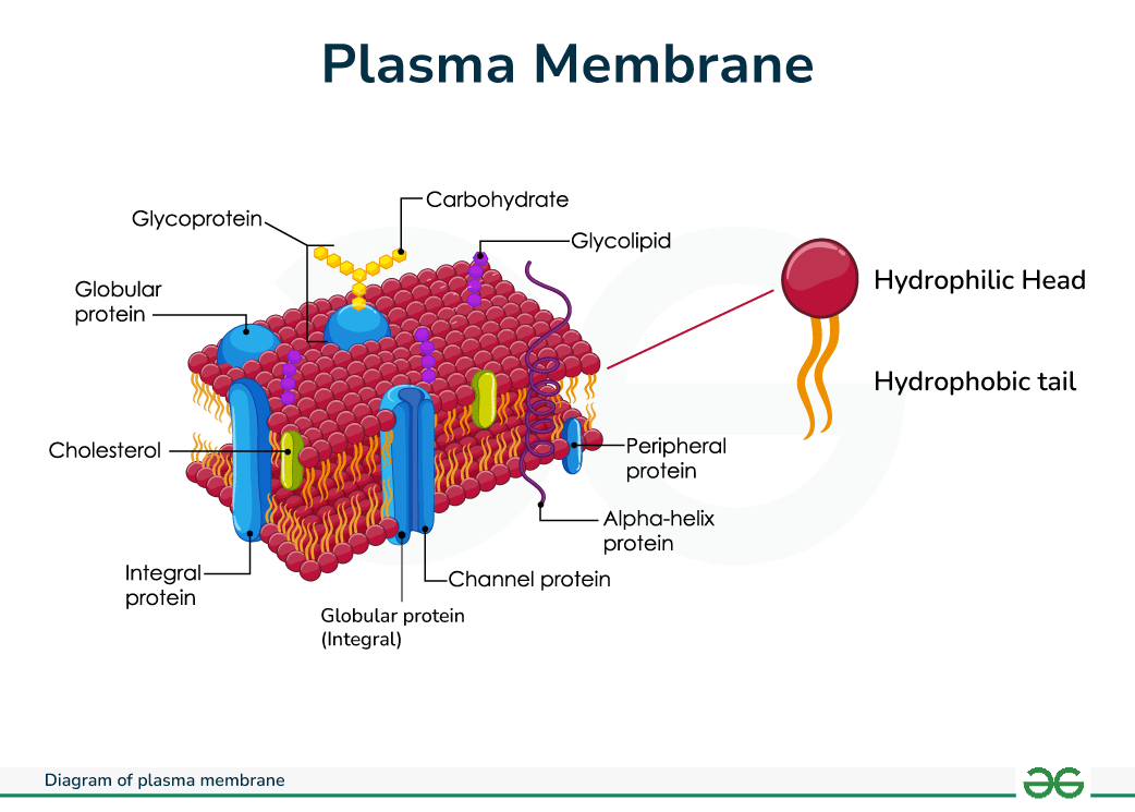 <p>Plasma Membrane (AKA Cell Membrane)</p>