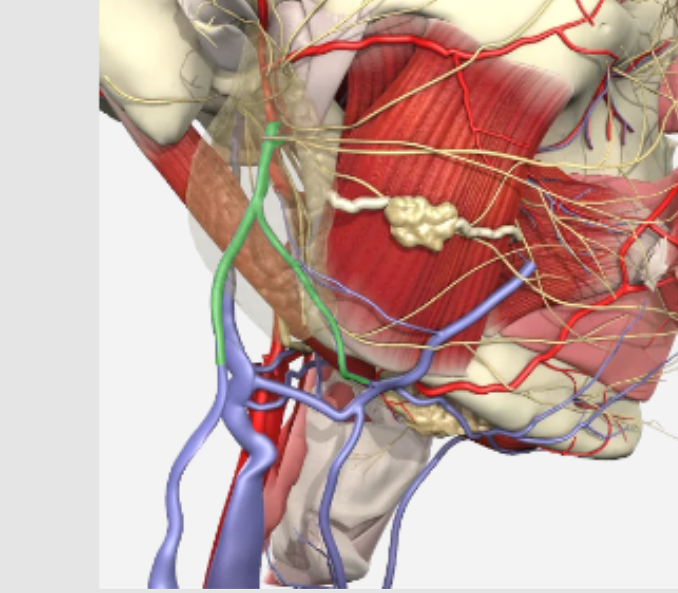 <p>Which vein?</p>