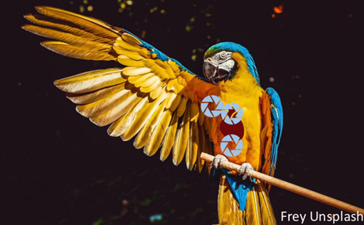 <p>Where should we auscultate for heats, lungs, and air sacs on a bird?</p>