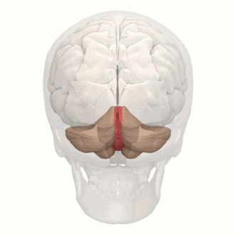 <p>Down the middle of the cerebellum.</p><p>Seperates the 2 halves of the cerebellum.</p><p>Means worm.</p>