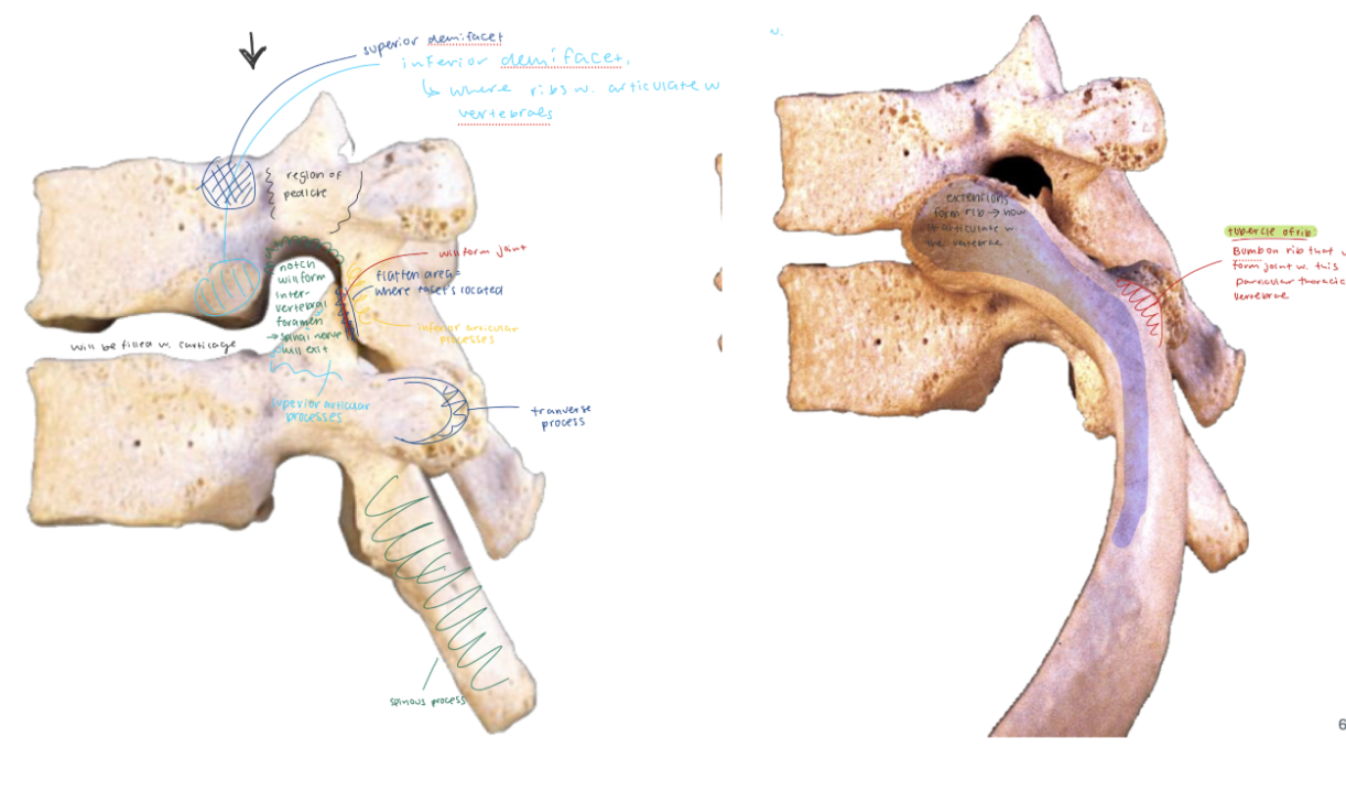 <p><u>superior demifacet</u>: half-facet on thoracic vertebra that articulates w the head of the rib thats directly above it </p><p><u>inferior demifacet</u>: where ribs will articular w vertebrates </p>