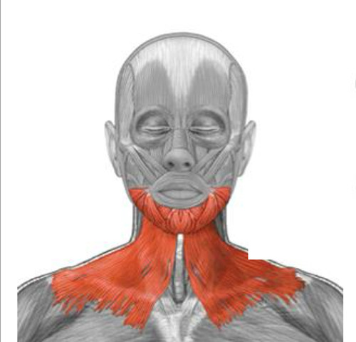 <p>What muscle is this?</p>
