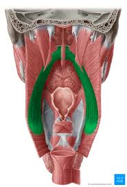 <p>What muscle is this? </p>