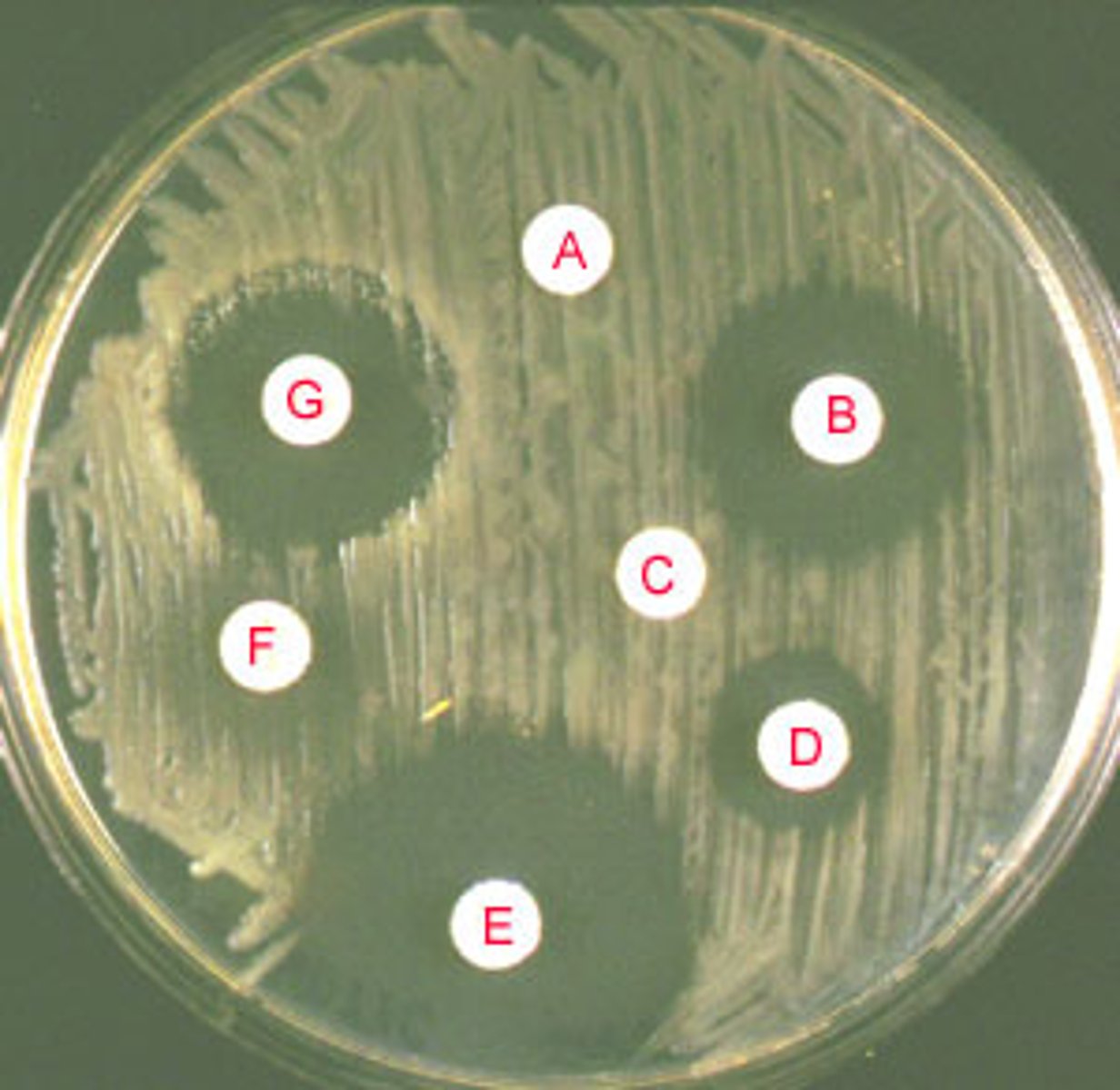 <p>1. Clear zones → antimicrobial diffuses out of disc into agar, killing / inhibiting growth of bacteria <br>● the larger the clear zones → the more bacteria killed → more effective antimicrobial</p>