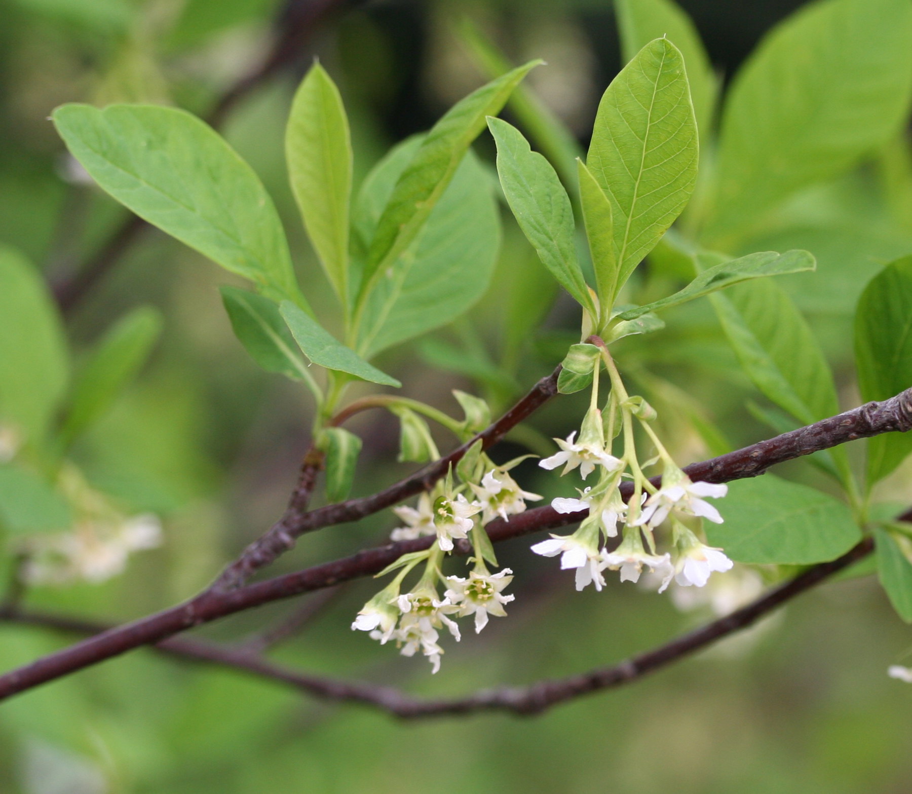 <p>oemeleria cerasiformis</p><p>characteristics: desiduous, leafs out during early spring before canopy cover inhibits PS, smells like cucumber or snap peas</p>