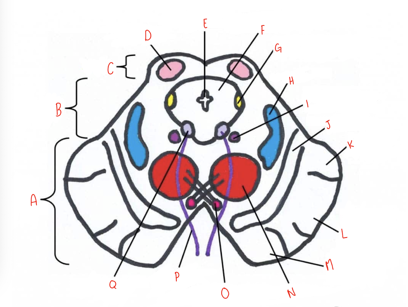 <p>What structure of the sliced superior colliculus section of the midbrain is labeled E?</p>