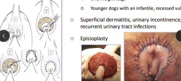 <p>Tail & Rear Surgery</p>