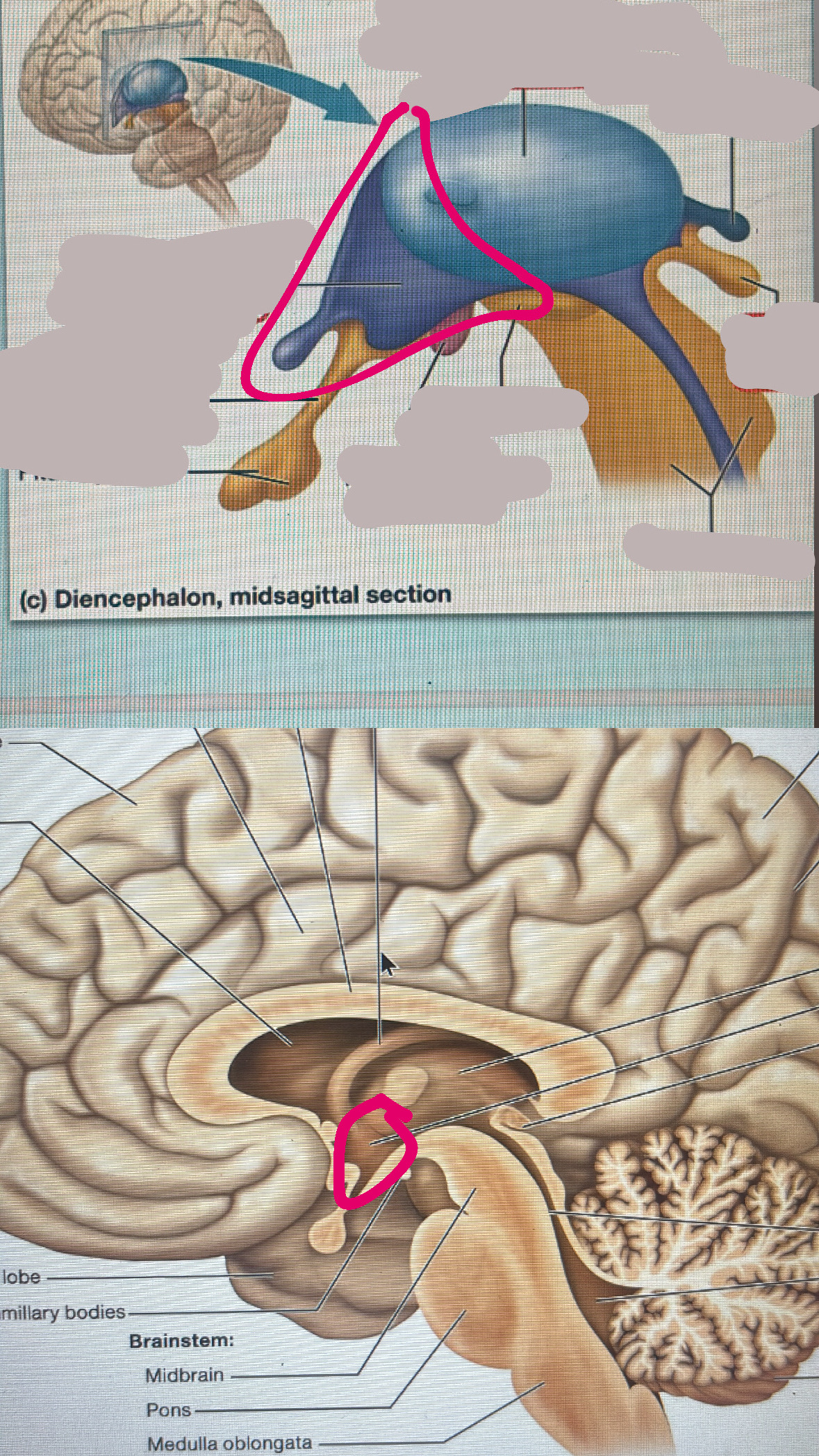<p>regulation of sleep/wake cycle</p><p>thirst and hunger</p><p>body temp</p>