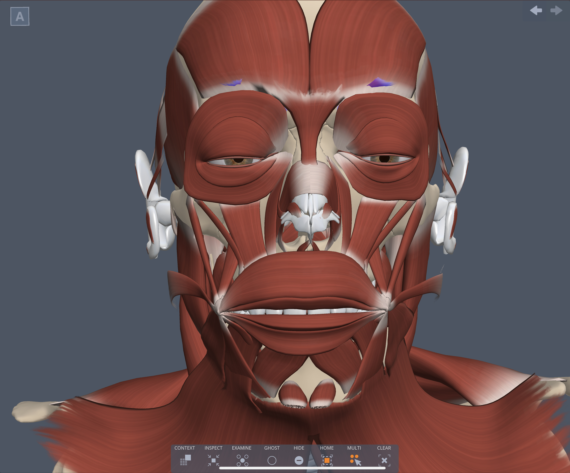 Innervation of Corrugator supercilii 