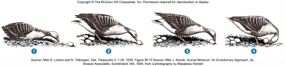 <p>genetically determined behavior<br>releaser + sign stimulus: egg outside of nest (vision)<br>move beak in way to push egg back (fixed action pattern)</p>