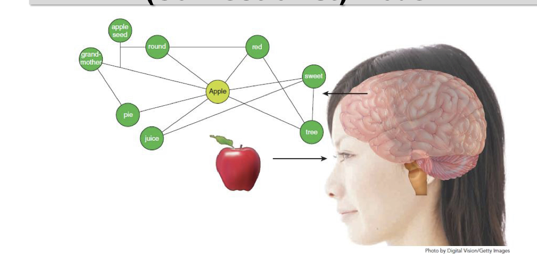 <p>Memories are stored in a network of associations throughout our brains</p><p>– Contrast with the IPM (Information processing model) model of memory that says that material is processed and remembered in stages</p><p>– It’s a subtle difference but it has implications for understanding how memories are formed and later recalled<br>TLDR: the connectionist model suggests memories are interconnected, while the IPM emphasizes sequential stages. </p>