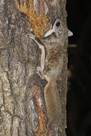 <p>Glaucomys volans</p>